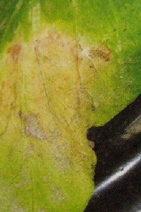 褐斑病の症状と対策